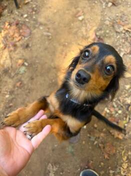 Wednesday -  Dachshund Dog for Adoption in Troy, Virginia - Wednesday | PetCurious
