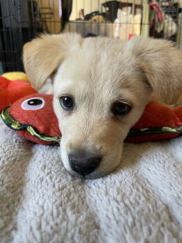 Rescue Border Collie Dogs for Adoption in Gallup, New Mexico - Frodo | PetCurious