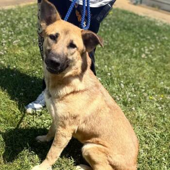 Mixed Breed and Shepherd Dogs Available for Adoption in Corinth, Mississippi - Potato | PetCurious