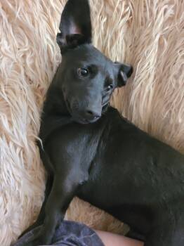 Rescue Dachshund and Corgi Dogs for Adoption in Rancho Cucamonga, California - Bear | PetCurious