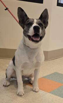 Oreo -  Cattle Dog and American Bully Dog for Adoption in Bluffton, Indiana - Oreo | PetCurious