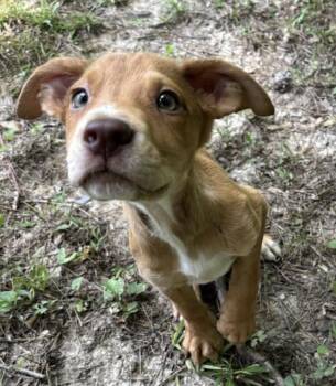 Kool Aid -  Anatolian Shepherd and Australian Cattle Dog Blue Heeler Dog for Adoption in Watertown, Connecticut - Kool Aid | PetCurious