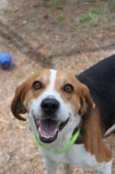 Hound and Mixed Breed Dogs Available for Adoption in North Charleston, South Carolina - 05723B Shiloh | PetCurious