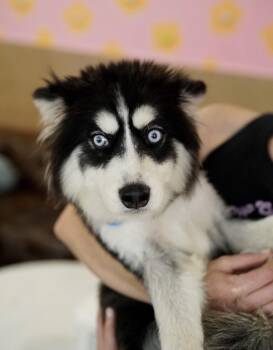 Siberian Husky Dogs Available for Adoption in Pasadena, California - Everest | PetCurious