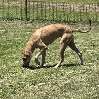 Sequoia -  Great Dane Dog for Adoption in Lake Jackson, Texas - Sequoia | PetCurious