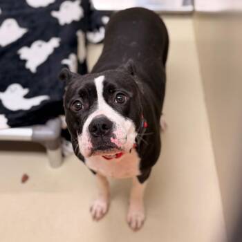 Pit Bull Terrier Dogs Available for Adoption in Philadelphia, Pennsylvania - Hazel | PetCurious