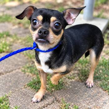Ollie Old Man -  Chihuahua and Mixed Breed Dog for Adoption in Saugus, Massachusetts - Ollie Old Man | PetCurious