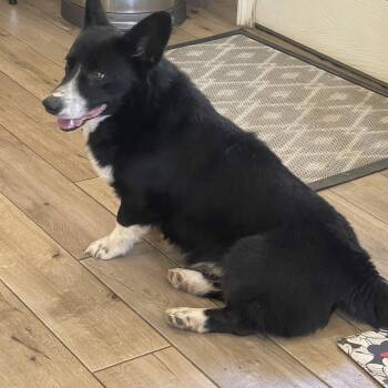 Lieutenant Dan -  Cardigan Welsh Corgi and Border Collie Dog for Adoption in Yreka, California - Lieutenant Dan | PetCurious