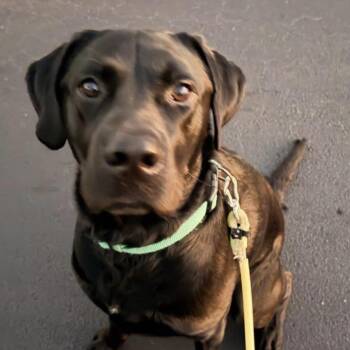 Bamboo -  Black Labrador Retriever Dog for Adoption in Jupiter, Florida - Bamboo | PetCurious