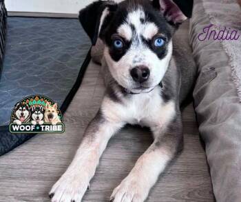 India the exotic puppy princess -  Siberian Husky and Labrador Retriever Dog for Adoption in Missoula, Montana - India The Exotic Puppy Princess | PetCurious