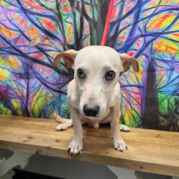 Richard -  Jack Russell Terrier and Dachshund Dog for Adoption in Normal, Illinois - Richard | PetCurious