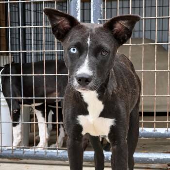 Molly -  Mixed Breed Dog for Adoption in Parrish, Alabama - Molly | PetCurious