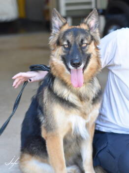Rescue German Shepherd Dog Dogs for Adoption in Conroe, Texas - Jeffe | PetCurious