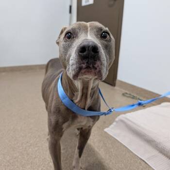 Pit Bull Terrier and Mixed Breed Dogs Available for Adoption in League City, Texas - Valentina | PetCurious