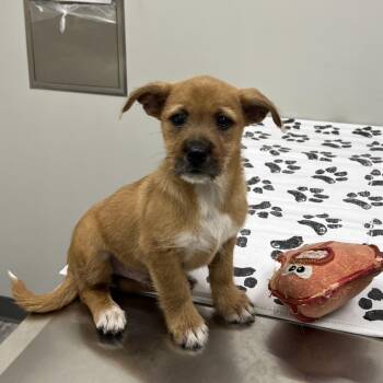 Rescue Terrier Dogs for Adoption in St. Louis, Missouri - Vegas | PetCurious