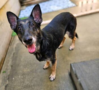 Rescue German Shepherd Dog Dogs for Adoption in Chicago, Illinois - Skylar | PetCurious