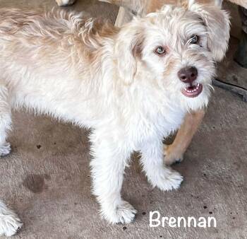 Miniature Schnauzer and Terrier Dogs Available for Adoption in North Freedom, Wisconsin - Brennan  | PetCurious