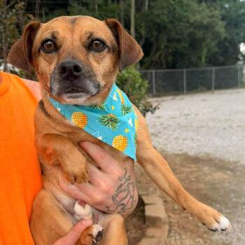 Mixed Breed Dogs Available for Adoption in Madison, Wisconsin - Hagrid | PetCurious