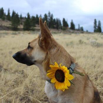 Bertie -  German Shepherd Dog Dog for Adoption in Oroville, Washington - Bertie | PetCurious