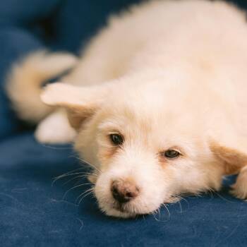 Windex -  Shiba Inu Dog for Adoption in Zionsville, Indiana - Windex | PetCurious