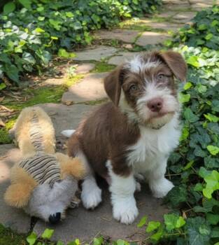 Teddy ruxpin -  French Bulldog and Miniature Poodle Dog for Adoption in Hawthorne, California - Teddy Ruxpin | PetCurious
