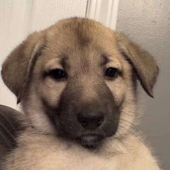 Frida -  Shepherd and Labrador Retriever Dog for Adoption in Greenfield, Indiana - Frida | PetCurious