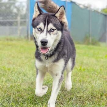 Sammy Jr. -  Husky and Mixed Breed Dog for Adoption in Wilmington, Delaware - Sammy Jr. | PetCurious