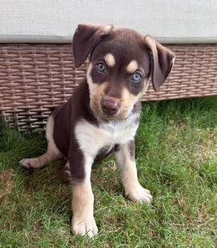 Beagle and Husky Dogs Available for Adoption in VERNON ROCKVL, Connecticut - Gino | PetCurious