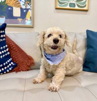 Orville Buttersworth Sweet Little Man -  Maltese and Shih Tzu Dog for Adoption in Friendswood, Texas - Orville Buttersworth Sweet Little Man | PetCurious