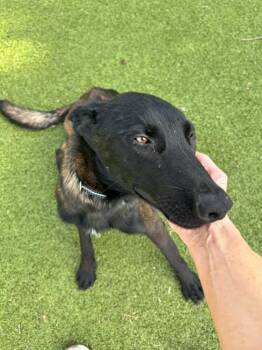 Onyx - Located in KS -  Belgian Shepherd Malinois Dog for Adoption in Imlay City, Michigan - Onyx - Located In KS | PetCurious