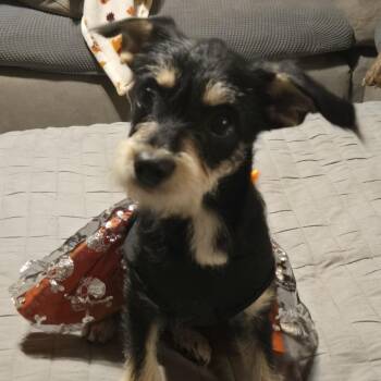 Precious -  Schnauzer and Terrier Dog for Adoption in Montgomery, Texas - Precious | PetCurious