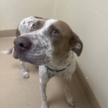 Tahini -  Pointer and American Staffordshire Terrier Dog for Adoption in Walnut Creek, California - Tahini | PetCurious
