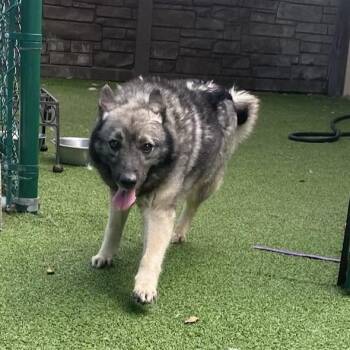 Natasha 4033 -  Norwegian Elkhound Dog for Adoption in Loxahatchee Groves, Florida - Natasha 4033 | PetCurious