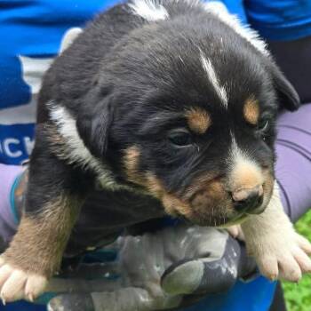 Earl -  Australian Cattle Dog Blue Heeler and Australian Shepherd Dog for Adoption in Hohenwald, Tennessee - Earl | PetCurious