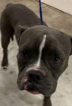 JASON -  English Bulldog and Mixed Breed Dog for Adoption in Doral, Florida - JASON | PetCurious