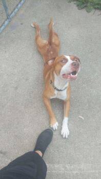 Rescue Mixed Breed Dogs for Adoption in Monroe, Michigan - Chief | PetCurious