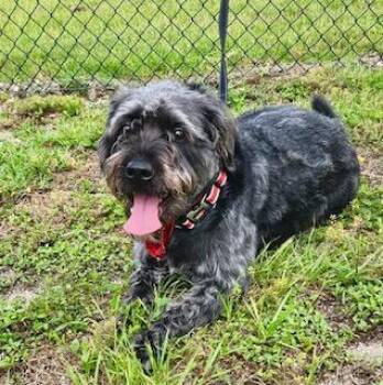 Mia -  Terrier Dog for Adoption in Winter Haven, Florida - Mia | PetCurious
