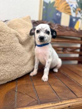 Cracker Jack Baseball -  Chihuahua and Terrier Dog for Adoption in Friendswood, Texas - Cracker Jack Baseball | PetCurious
