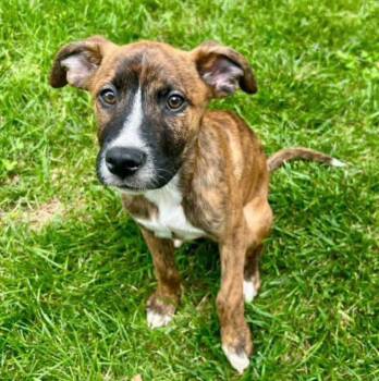 Toby (AO36808) -  Boxer Dog for Adoption in Kansas City, Kansas - Toby (AO36808) | PetCurious