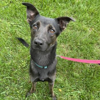 Rescue Shepherd and Mixed Breed Dogs for Adoption in South Riding, Virginia - Jake | PetCurious