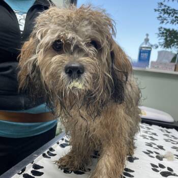Fluffy -  Mixed Breed Dog for Adoption in Skokie, Illinois - Fluffy | PetCurious
