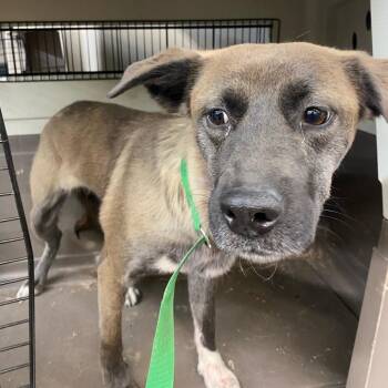 Mixed Breed and Belgian Shepherd Malinois Dogs Available for Adoption - Aria | PetCurious