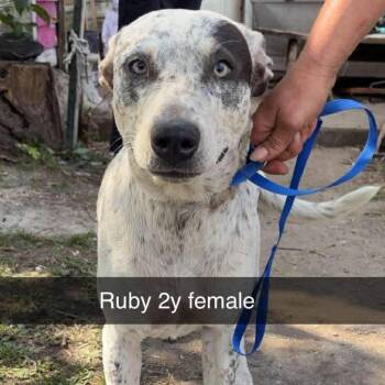 Rubie -  Cattle Dog and Mixed Breed Dog for Adoption in Spring Hill, Kansas - Rubie | PetCurious