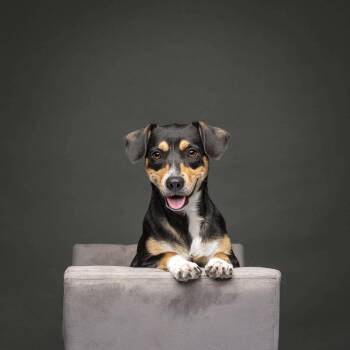 Laela -  Chihuahua Dog for Adoption in Fort Worth, Texas - Laela | PetCurious