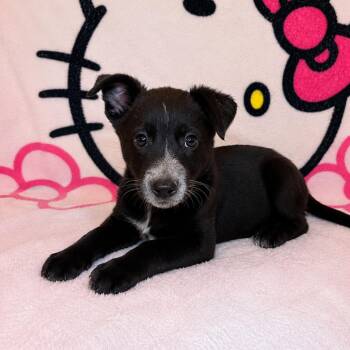 Max -  Australian Cattle Dog Blue Heeler and German Shepherd Dog Dog for Adoption in Tucson, Arizona - Max | PetCurious