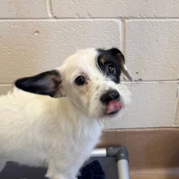 Oreo -  Terrier and Mixed Breed Dog for Adoption in Reno, Nevada - Oreo | PetCurious