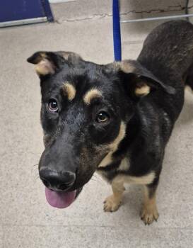 Shepherd Dogs Available for Adoption in Thousand Oaks, California - George - URGENT AND AT RISK | PetCurious