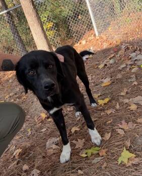 Rescue Collie Dogs for Adoption in Little Rock, Arkansas - Larry | PetCurious