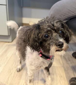 Summer -  Terrier Dog Available for Adoption in Canutillo, Texas - Summer | PetCurious