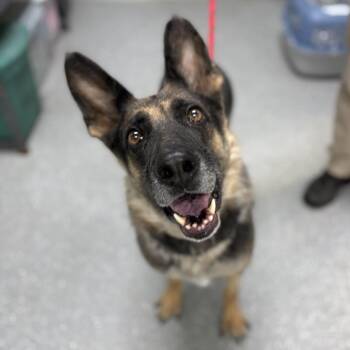Shady May -  German Shepherd Dog Dog for Adoption in Bardstown, Kentucky - Shady May | PetCurious
